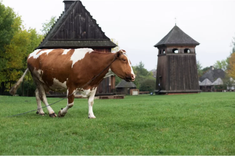 אנחת רווחה באירופה: פולין לא תאסור את השחיטה הכשרה בתחומה אנחת רווחה באירופה: פולין לא תאסור את השחיטה הכשרה בתחומה