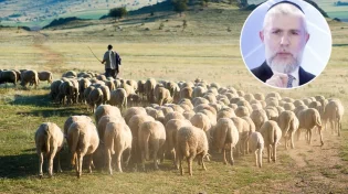 הרב זמיר: "למה האבות בחרו להיות רועי צאן?" 