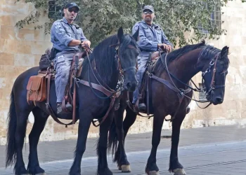 הפקת לקחים ממירון: היערכות משטרת ישראל להילולת שמואל הנביא הערב ומחר