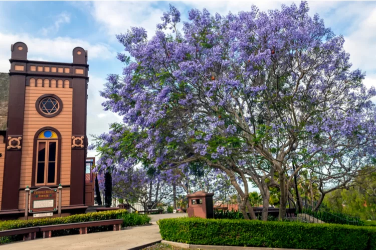 מנהג גוים? לקשט בתי הכנסת בפרחים ובשמים לכבוד החג