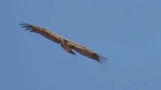 אורחת חדשה: עזניית נגב נצפתה לראשונה לאחר 32 שנה בשמורת הטבע חי בר יוטבתה