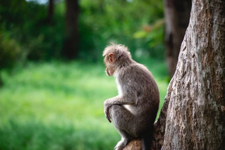 האם היהדות מתירה דבר כזה? המדענים יצרו עובר כלאיים של קוף ואדם  