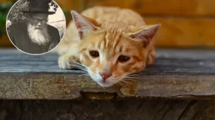 היזהרו: "מי שמתאכזר לחתולים לא יזכה לבנים זכרים"