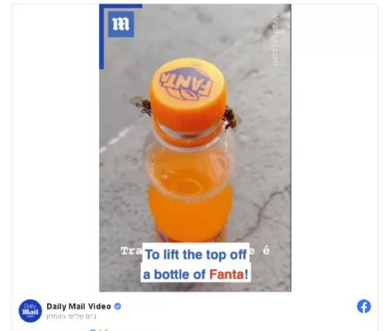 מה רבו מעשיך: שתי דבורים נחושות במיוחד פותחות פקק של בקבוק מה רבו מעשיך: שתי דבורים נחושות במיוחד פותחות פקק של בקבוק