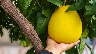 פרשת שלח: מה נחשב דבר איום ונורא מבחינת התורה?