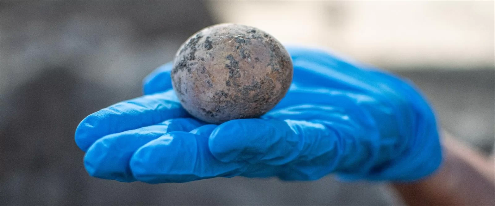 ממצא חריג ונדיר: ביצת תרנגולת שלמה בת 1,000 שנים נמצאה בישראל