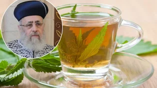 כיצד מכינים תה עם עלי נענע בשבת? הראשל"צ הרב יצחק יוסף משיב