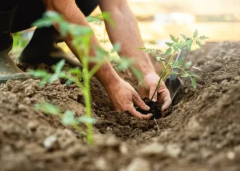 הלכות זריעה לפני שנת השמיטה: כל הפרטים