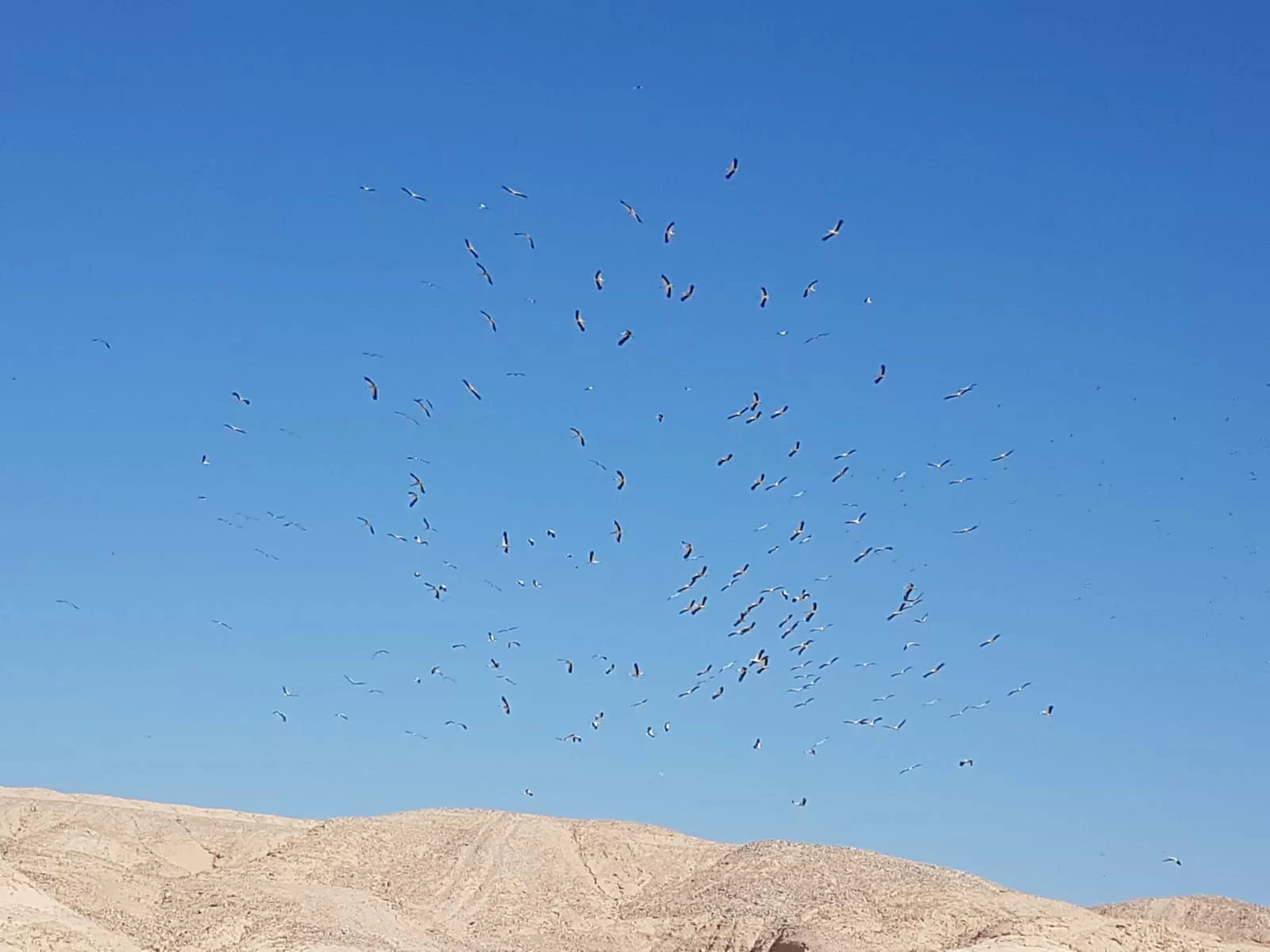 צפו: מרהיב: להקת החסידות עושה את דרכה מאירופה למדבריות