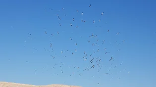 צפו: מרהיב: להקת החסידות עושה את דרכה מאירופה למדבריות