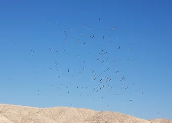 צפו: מרהיב: להקת החסידות עושה את דרכה מאירופה למדבריות