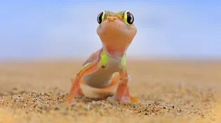 ראיתם שממית בבית? אמרו את המילה הזאת ותראו פלא