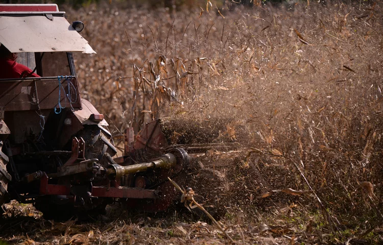מתי מותר לתלוש? לקטוף? כל הלכות השמיטה לפניכם מתי מותר לתלוש? לקטוף? כל הלכות השמיטה לפניכם