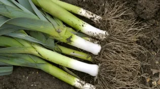 צפו: אלו את הדברים שמסתתרים בכרתי / בכרישה