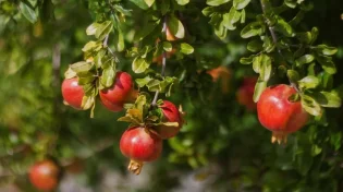 נוהגים לאכול רימון? אלו הם הדברים שאתם צריכים לחשוש מפניהם