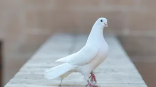 בזכותה!