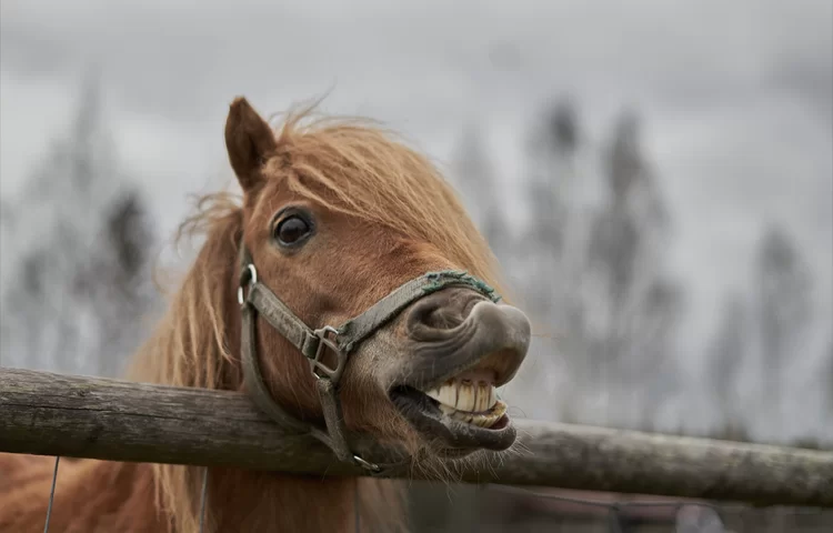 הסיפור על סוס האשליות