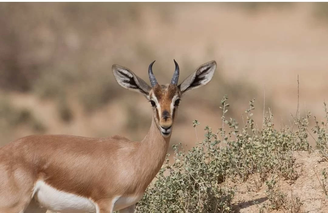 בשורה מפתיעה: ממשיכה מגמת העלייה בגידול האוכלסייה של הצבאים