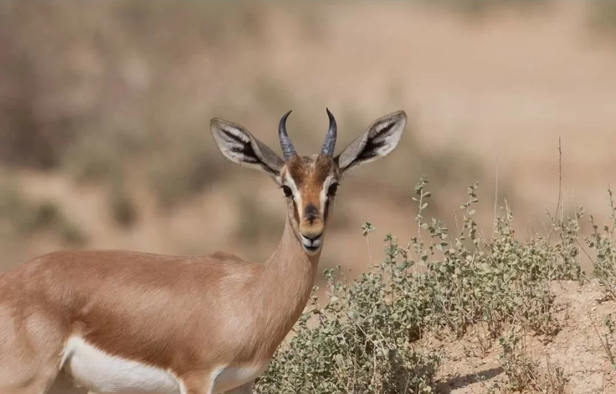 בשורה מפתיעה: ממשיכה מגמת העלייה בגידול האוכלסייה של הצבאים