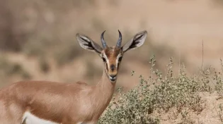 בשורה מפתיעה: ממשיכה מגמת העלייה בגידול האוכלסייה של הצבאים