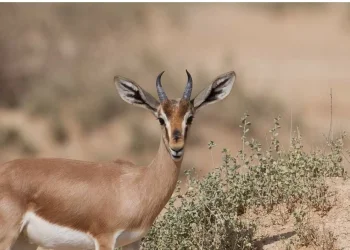 בשורה מפתיעה: ממשיכה מגמת העלייה בגידול האוכלסייה של הצבאים