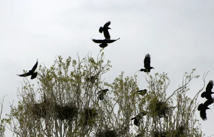 סגולה לזמן בצורת "לחפש קן של עורבים" - סגולה להורדת גשמים סגולה לזמן בצורת "לחפש קן של עורבים" - סגולה להורדת גשמים