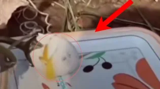מעורר סערה ברשת: צמח שמצמיח ביצים?