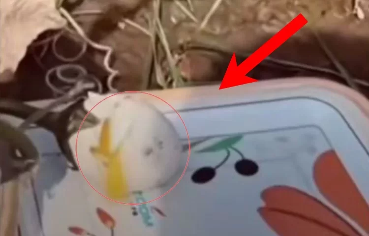 מעורר סערה ברשת: צמח שמצמיח ביצים? מעורר סערה ברשת: צמח שמצמיח ביצים?