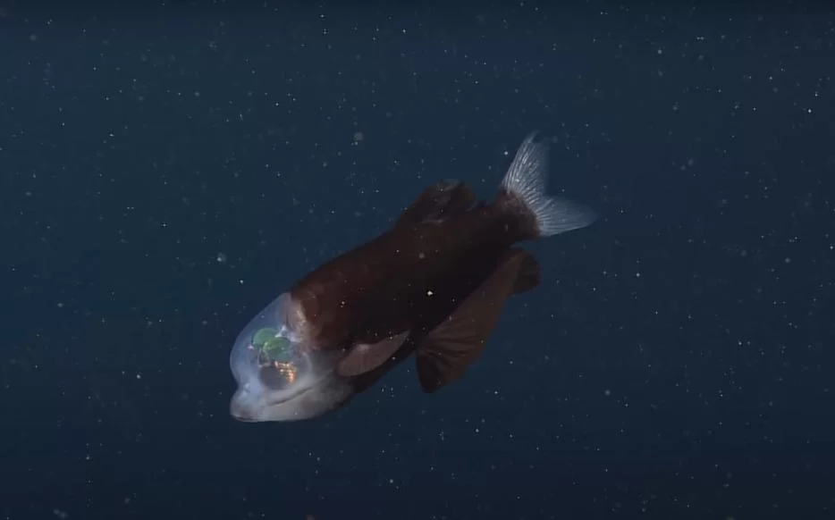 ראש שקוף וחייזרי עם עיניים ירוקות: תכירו את הדג החדש