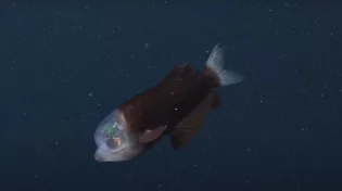 ראש שקוף וחייזרי עם עיניים ירוקות: תכירו את הדג החדש