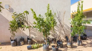 תגידו להתראות לנטיעות בט"ו בשבט? מנסור עבאס החליט לבטל
