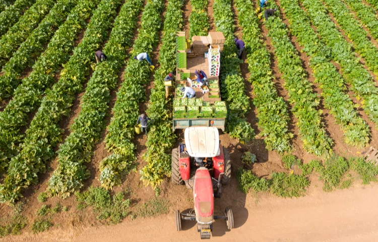 קדושת שביעית: מה זה אומר קדושת שביעית בירקות ובפירות? קדושת שביעית: מה זה אומר קדושת שביעית בירקות ובפירות?