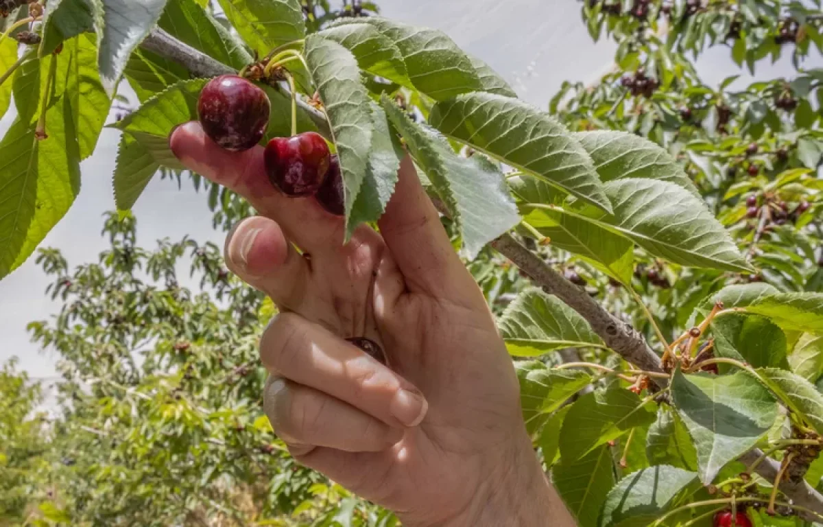 הפרשת תרומות ומעשרות נוסח: הפרשת תרומות ומעשרות ברכה