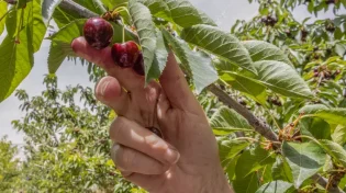 האופן שבו נעשיר את הברכה: נוסח תרומות ומעשרות