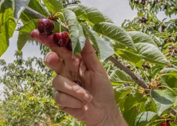 הפרשת תרומות ומעשרות נוסח: הפרשת תרומות ומעשרות ברכה