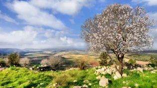סגולה גדולה ליום ט"ו בשבט: לקחת 91 מטבעות