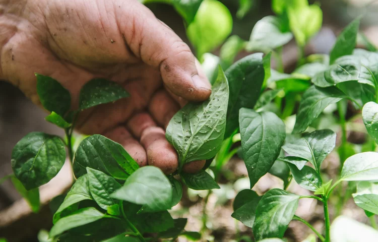איך לנקות עלים? איך מנקים כרוב, חסה, סלרי, נענע מחרקים? איך לנקות עלים? איך מנקים כרוב, חסה, סלרי, נענע מחרקים?