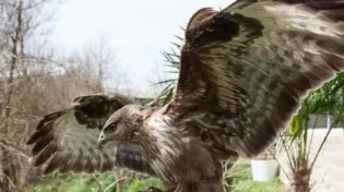 מטורף: בזמן שהאב הסתובב הנשר 'סחב' את הילד