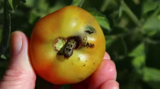 ראיתם חור בעגבניה? הרב יוסף דרופמן חושף מה עלול להסתתר שם