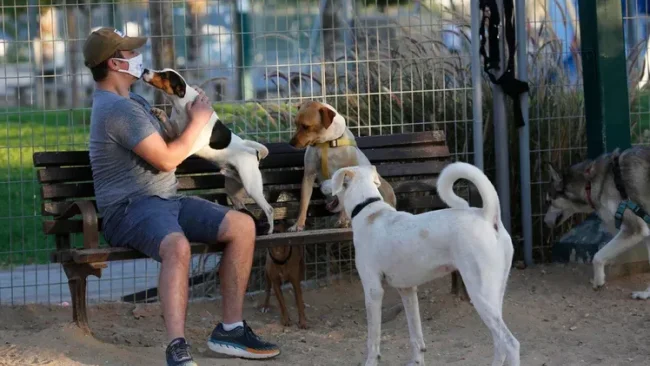 בעלי כלבים התפקדו: האם מותר לטייל עם כלב בשבת?