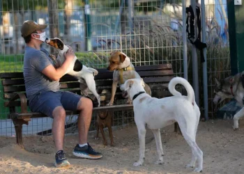 האם מותר לטייל עם כלב בשבת? האם מותר להוציא כלב בשבת?