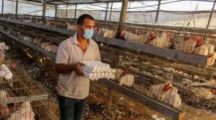 מסתמן: מחסור בביצים בפסח: משרד החלקאות מסביר