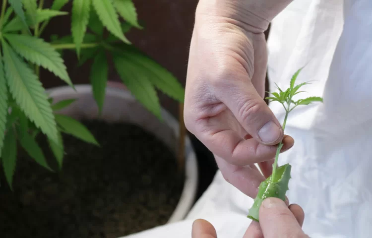 עישון קנאביס בשבת: האם מותר לעשן קנאביס בשבת? עישון קנאביס בשבת: האם מותר לעשן קנאביס בשבת?