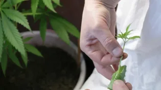 עישון קנאביס בשבת: מותר הלכתית?