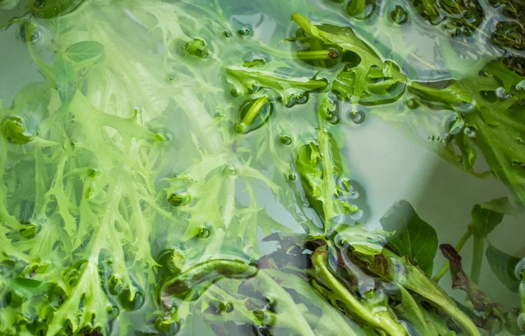 השריית ירקות בשבת: האם מותר להשרות חסה בשבת