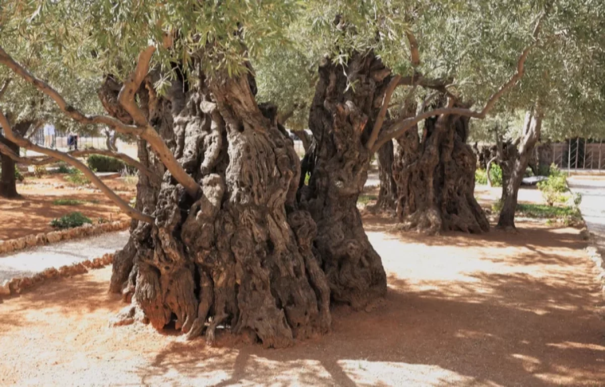 ברכת האילנות נוסח עדות המזרח: ברכת האילנות עדות המזרח