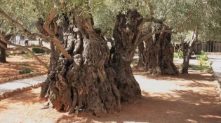 ברכת האילנות: עם כל הבקשות והתוספות | נוסח עדות המזרח