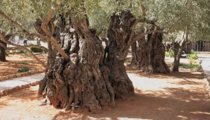 ברכת האילנות: עם כל הבקשות והתוספות | נוסח עדות המזרח