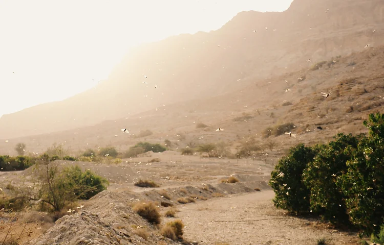 מכת ארבה נשמעת כמו המילה 'הרבה' - מדוע נקראת כך? מכת ארבה נשמעת כמו המילה 'הרבה' - מדוע נקראת כך?