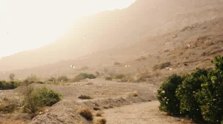 מכת ארבה נשמעת כמו המילה 'הרבה' - מדוע נקראת כך?